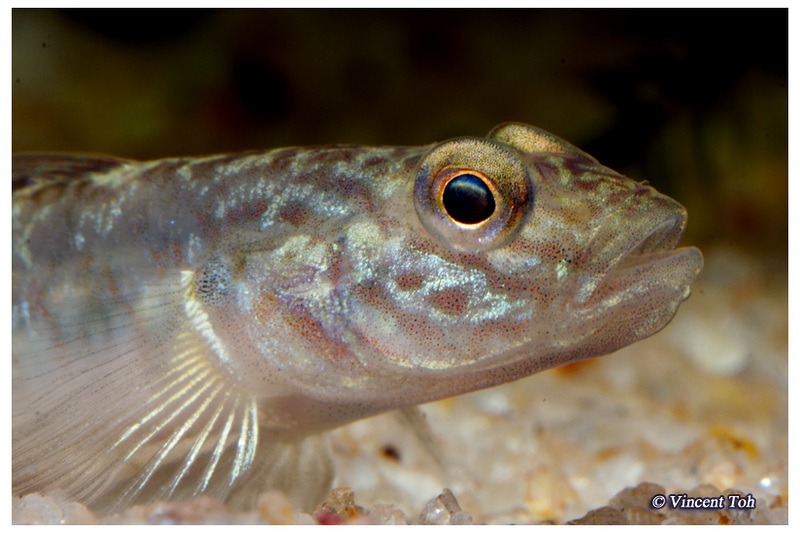 Goby head shot