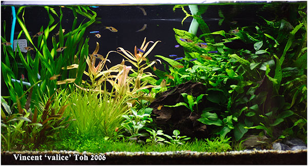 2ft scape