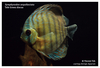 Tefe Green Discus