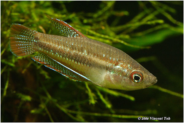 Trichopsis pumila