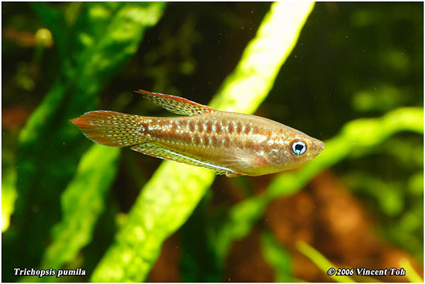 Trichopsis pumila