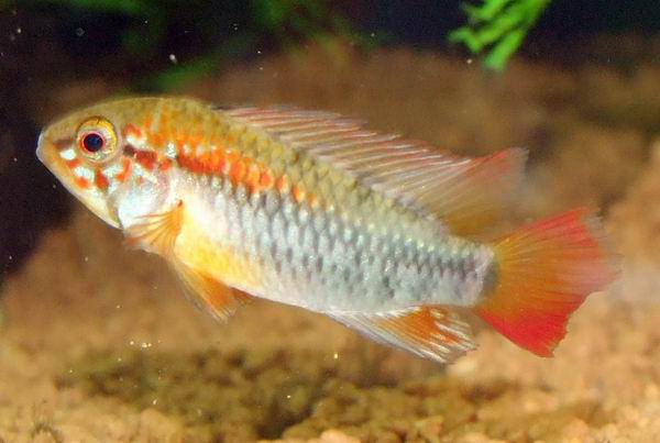 Apistogramma viejita