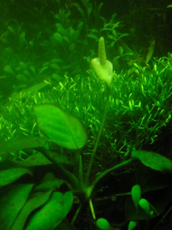 Flowering anubias var. nana