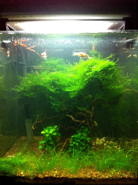 my tank