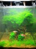 1 ft cube tank