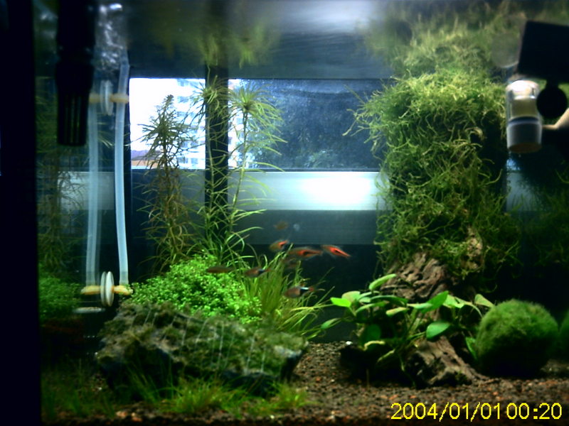 my tank