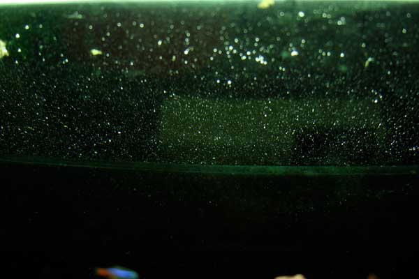 Alot Bubble in my tank