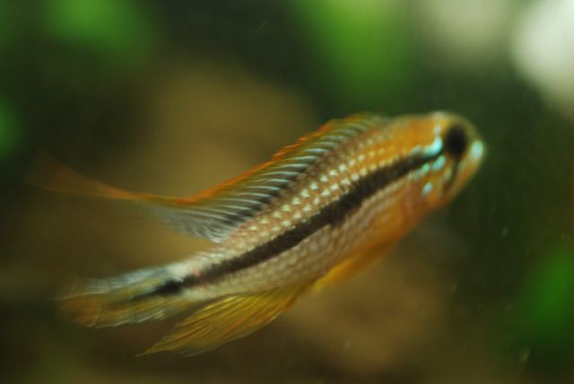 A Agassizii Tefe