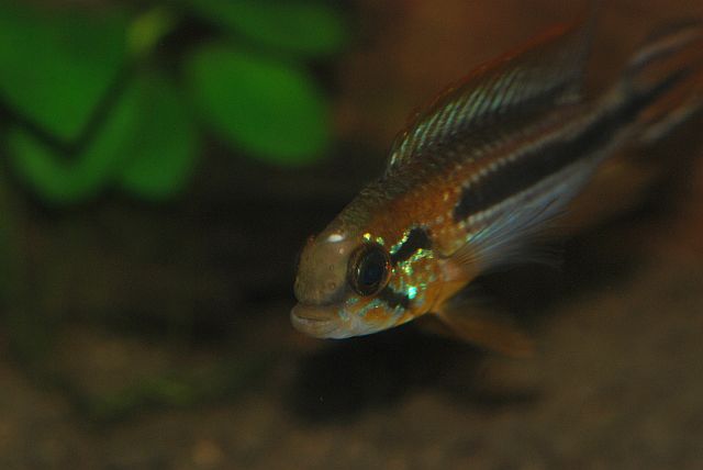 A Agassizii Tefe