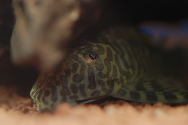 Pleco L134