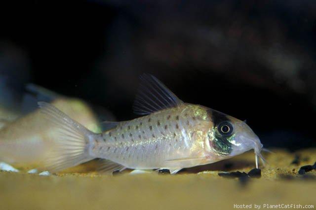 Corydoras atropersonatus