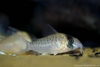 Corydoras atropersonatus