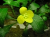 Flower Of Ludwigia Inclinata var Cuba (Emersed)