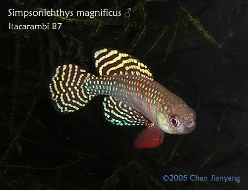 Simpsonichthys magnificus