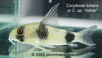 Corydoras tukano