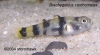 Brachygobius xanthomelas