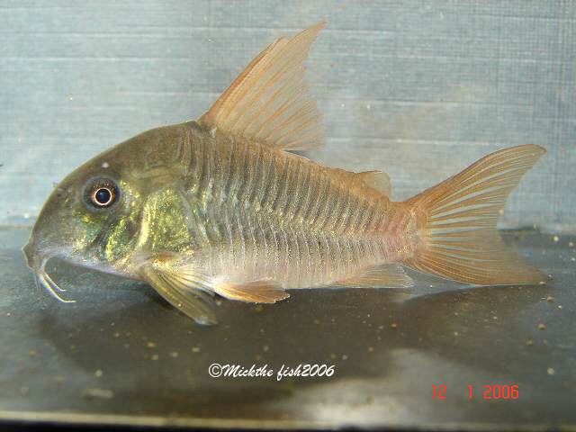 corydoras concolor