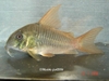 corydoras concolor