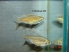 a very young pair of congo tetras spawned 10.11.05