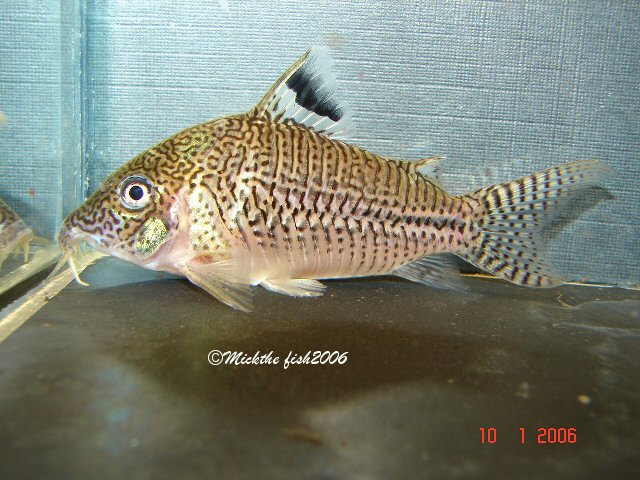 Corydoras sp C131