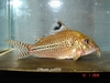 Corydoras sp C131