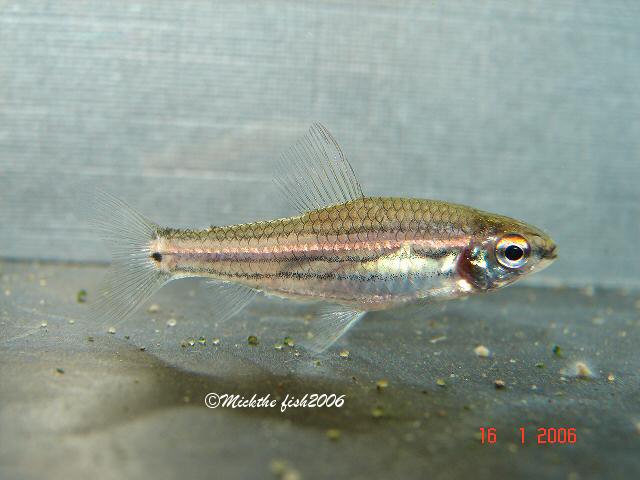 neolebias trilineatus male