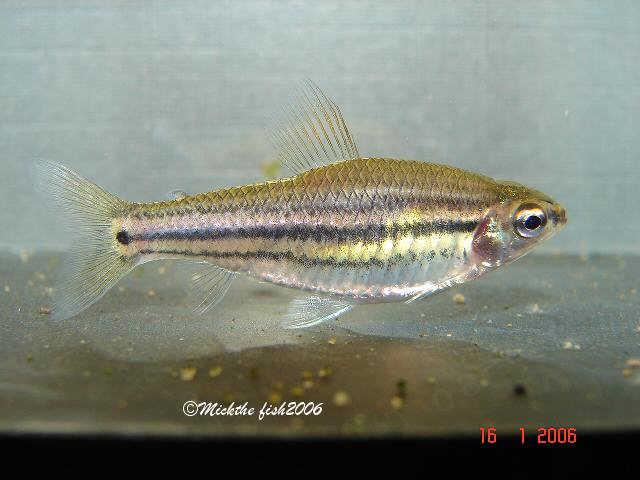 neolebias trilineatus female