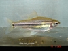 neolebias trilineatus female