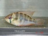 Mikrogeophagus spp.