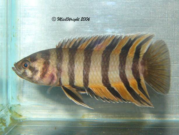 microctenopoma ansorgi