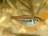 hyphesobrycon amapaensis at 3 months