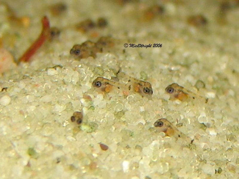 close-up of the inka fry