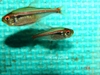 Hyphessobrycon amapaensis