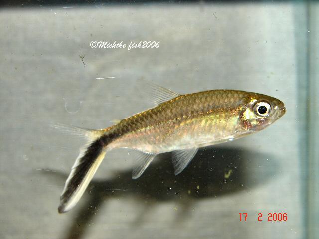 thayeria obliqua