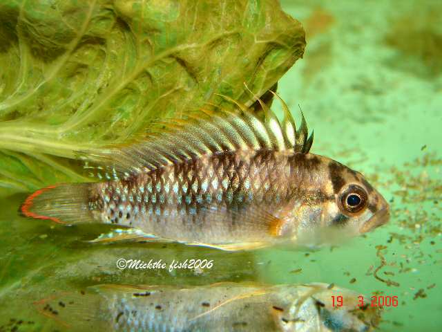 Apistogramma baenschi 'Inka50'