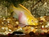 pelvicachromis pulcher, albino female