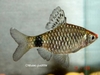 puntius sp lipstick barb