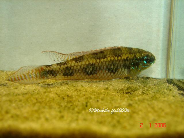 Dicrossus maculatus