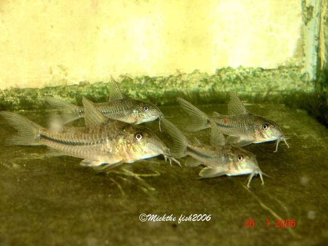 prionotus breeding squad