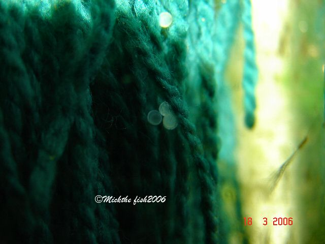 prionotus eggs in wool mop