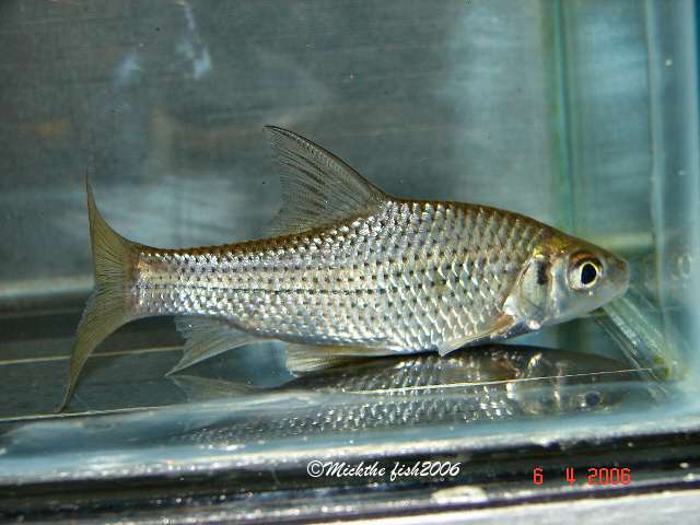 cyclocheilichthys repasson