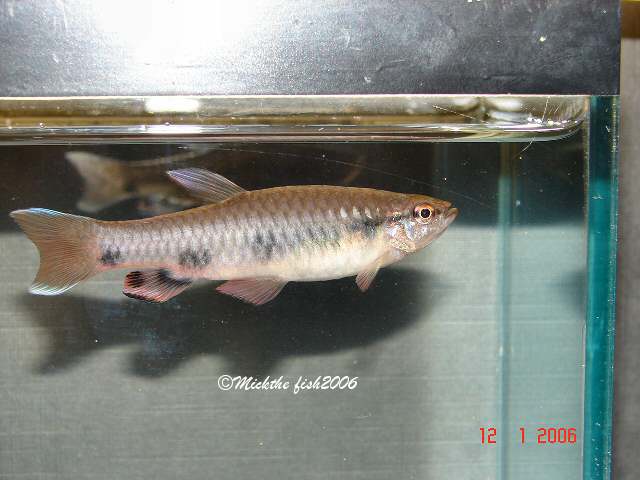 pyrrhulina spilota