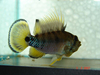 Apistogramma baenschi (Inca 50)