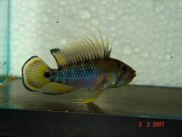 Apistogramma baenschi (Inca 50)