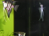 Angelfish2