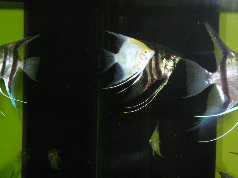 Angelfish3