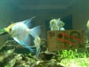 For Sale: Peruvian Angels