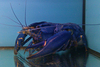 Blue crayfish