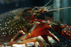 Red crayfish