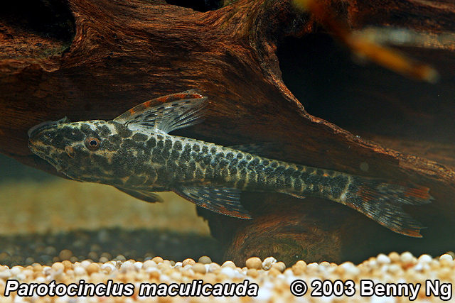 Parotocinclus maculicauda